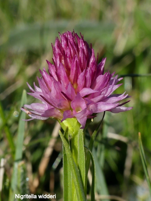 Orchidee e fiori del Monte Vettore e del Lago di Pilato � 26 giugno 2025.